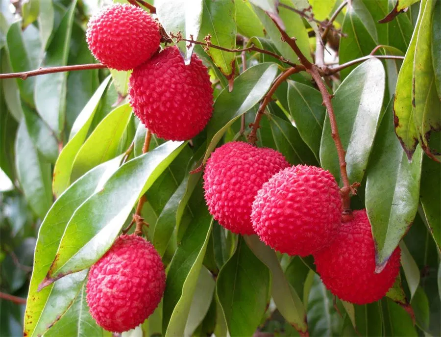 Lychee_Litchi_Chinensis_sweet_tasty_fruit05.jpg