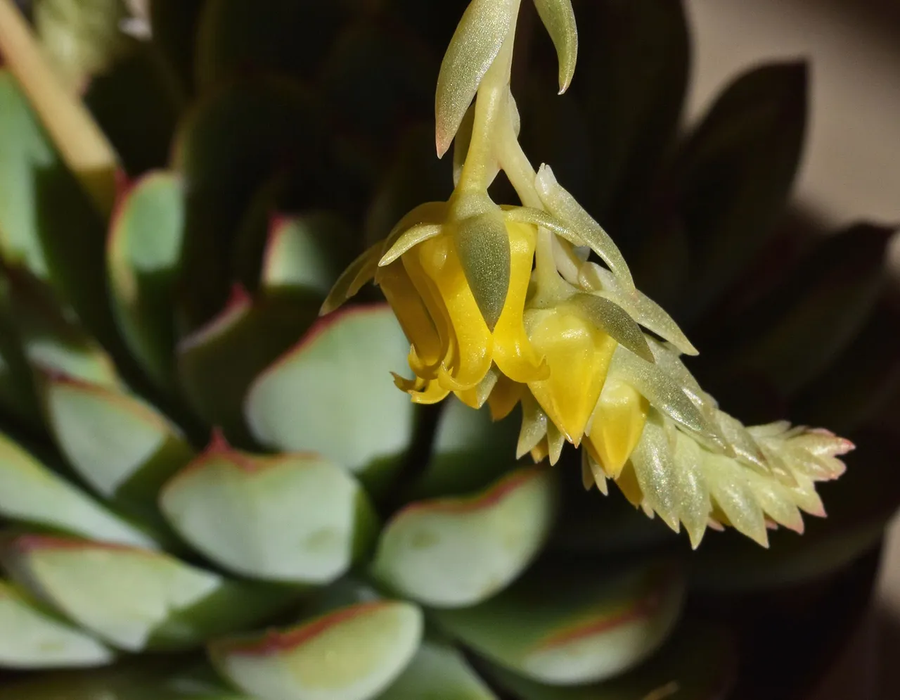 Echeveria pulidonis yellow flower 5.jpg