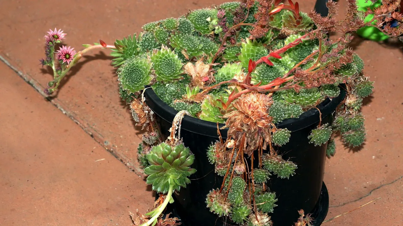 Plant 168 Sempervivum 2018-04-05 n1.jpg