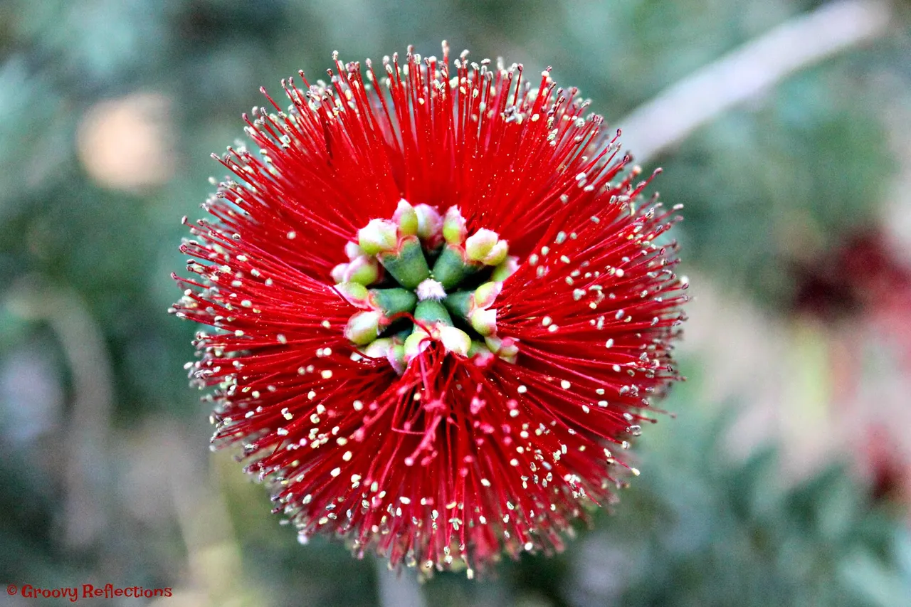 aa bottle brush flower 2 IMG_6842.jpg