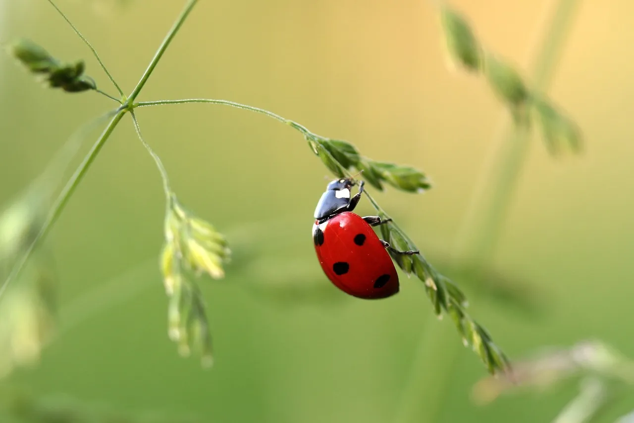 ladybug-beetle-coccinellidae-insect-121472.jpeg