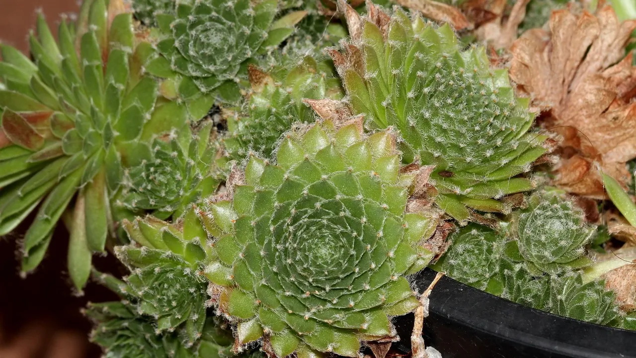 Plant 168 Sempervivum 2018-04-05 n2.jpg