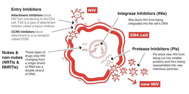 HIV-medicines-in-the-antiretroviral-therapy.png