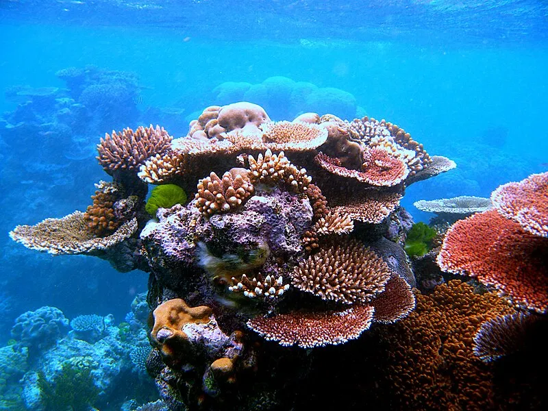 Great Barrier Reef. By Toby Hudson. Photo Source - Wikipedia