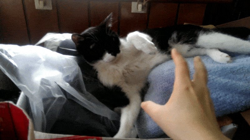 Sample-optimize.gif