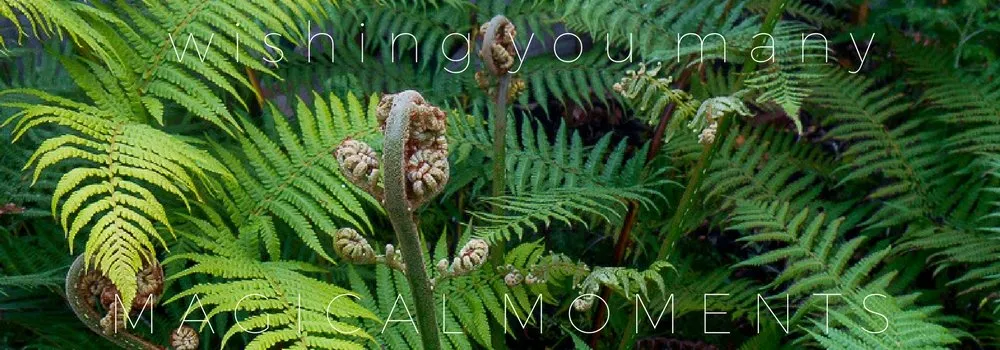 wishing you many FERN