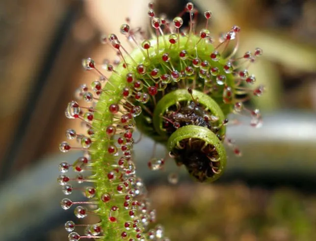 The king Sundew