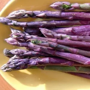 Purple Asparagus