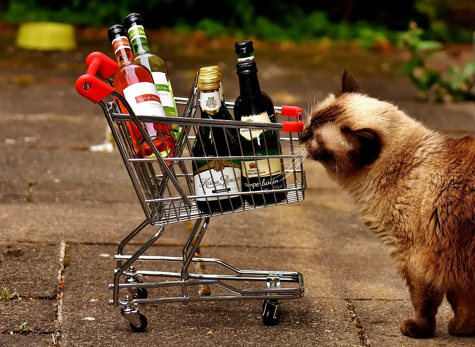 alcohol cat