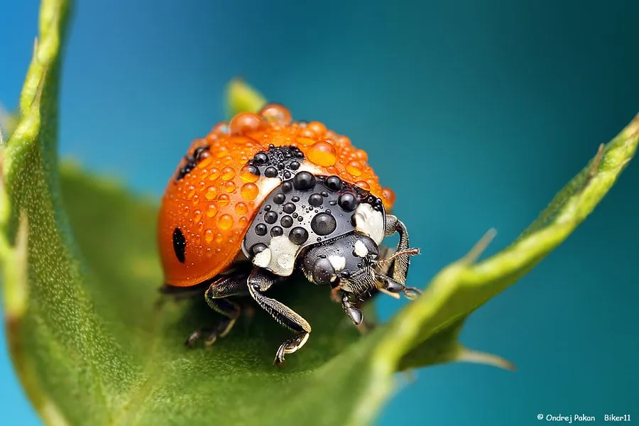 Red by Ondrej Pakan on 500px.com