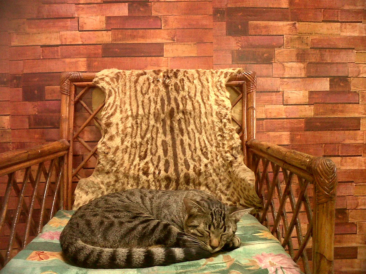 gato gris durmiendo.jpg