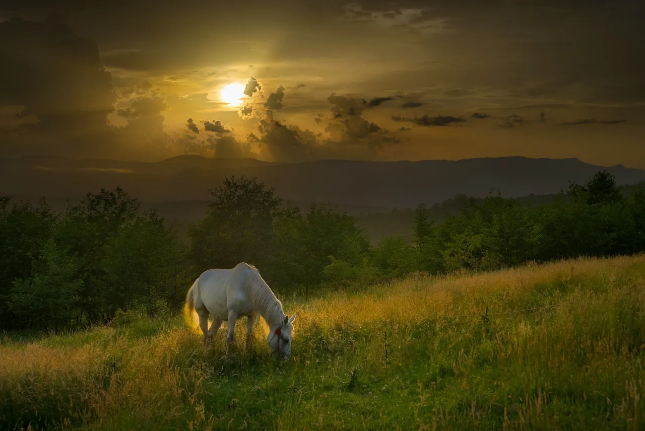 CarpathianHorse.jpg