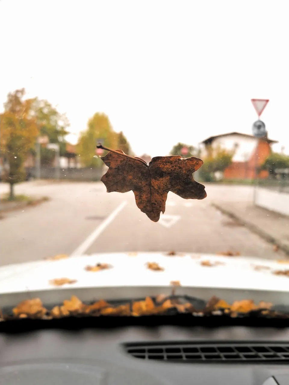 foglia_auto.jpg