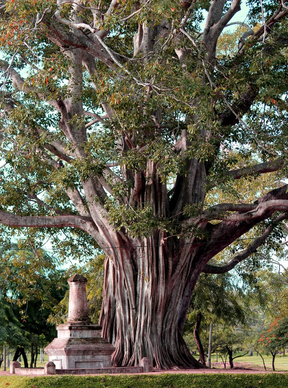 Bodhi Tree 2.jpg