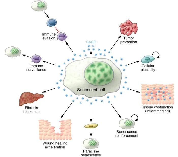 SenescentCell1.jpg