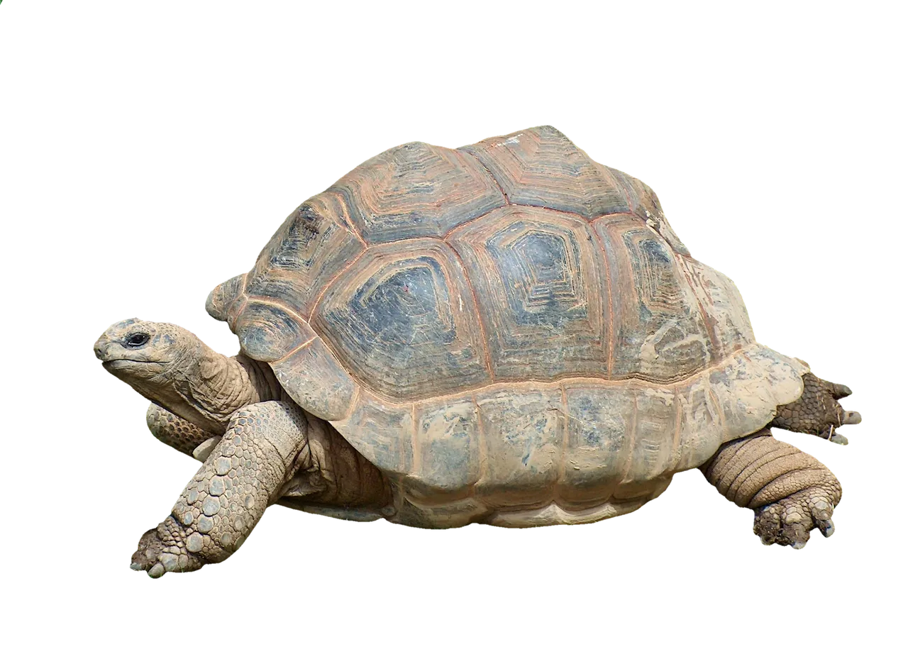 turtle2815539.png