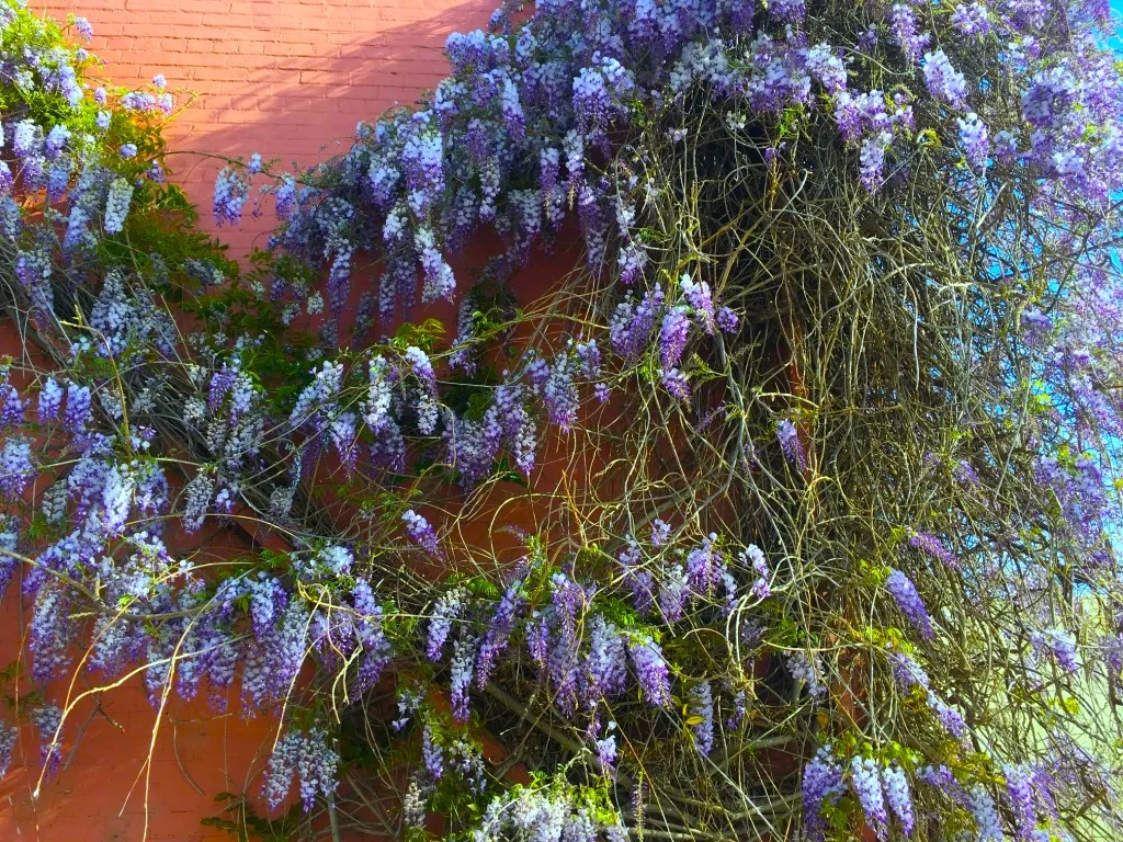 purple ivy.jpg