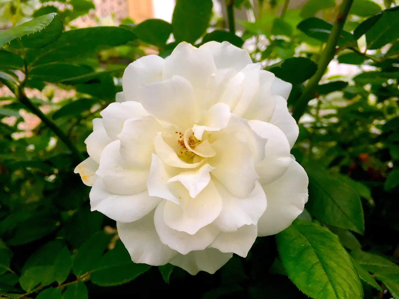 white rose.jpg