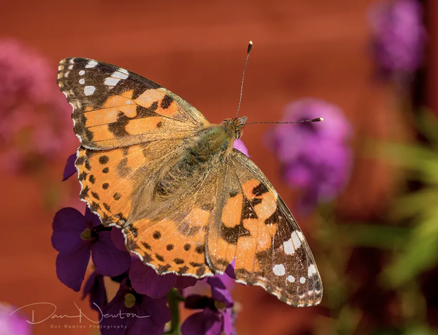 Painted Lady1PP.jpg