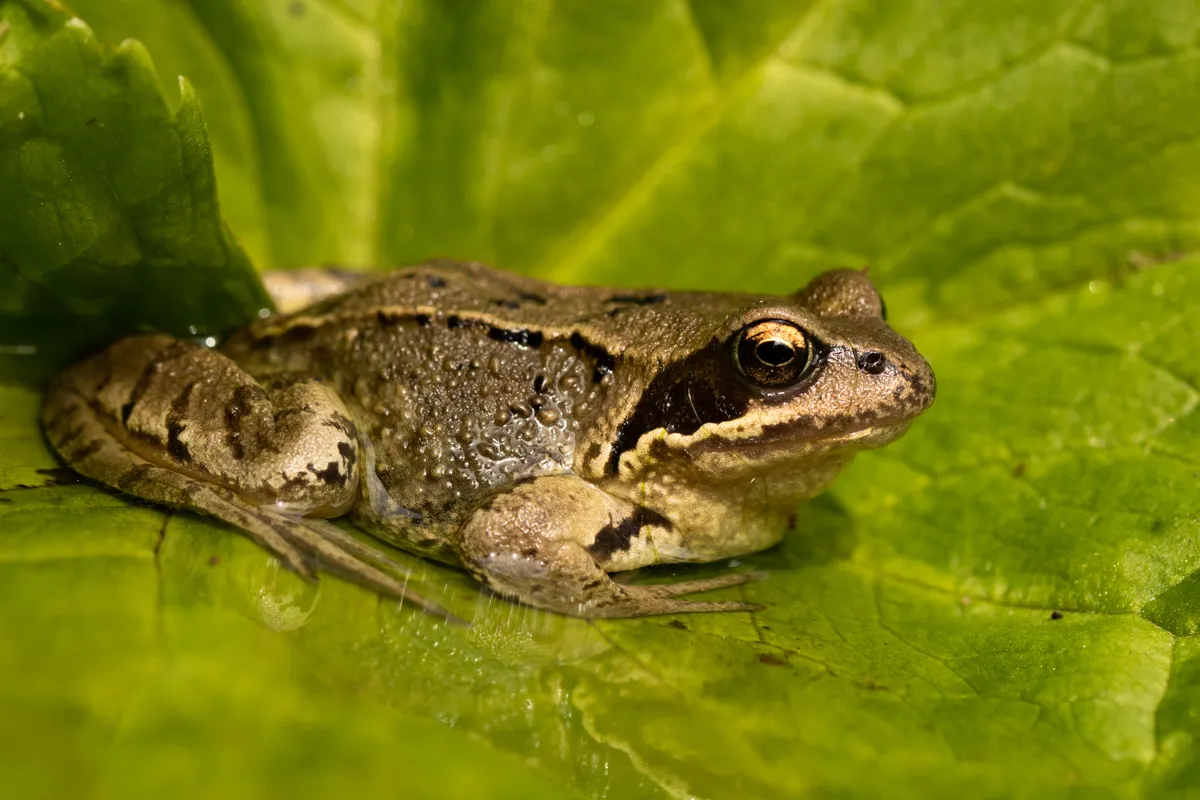 garden wild7588.jpg