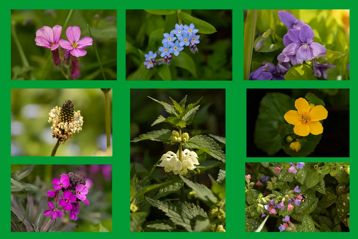 flowers gardenPP.jpg