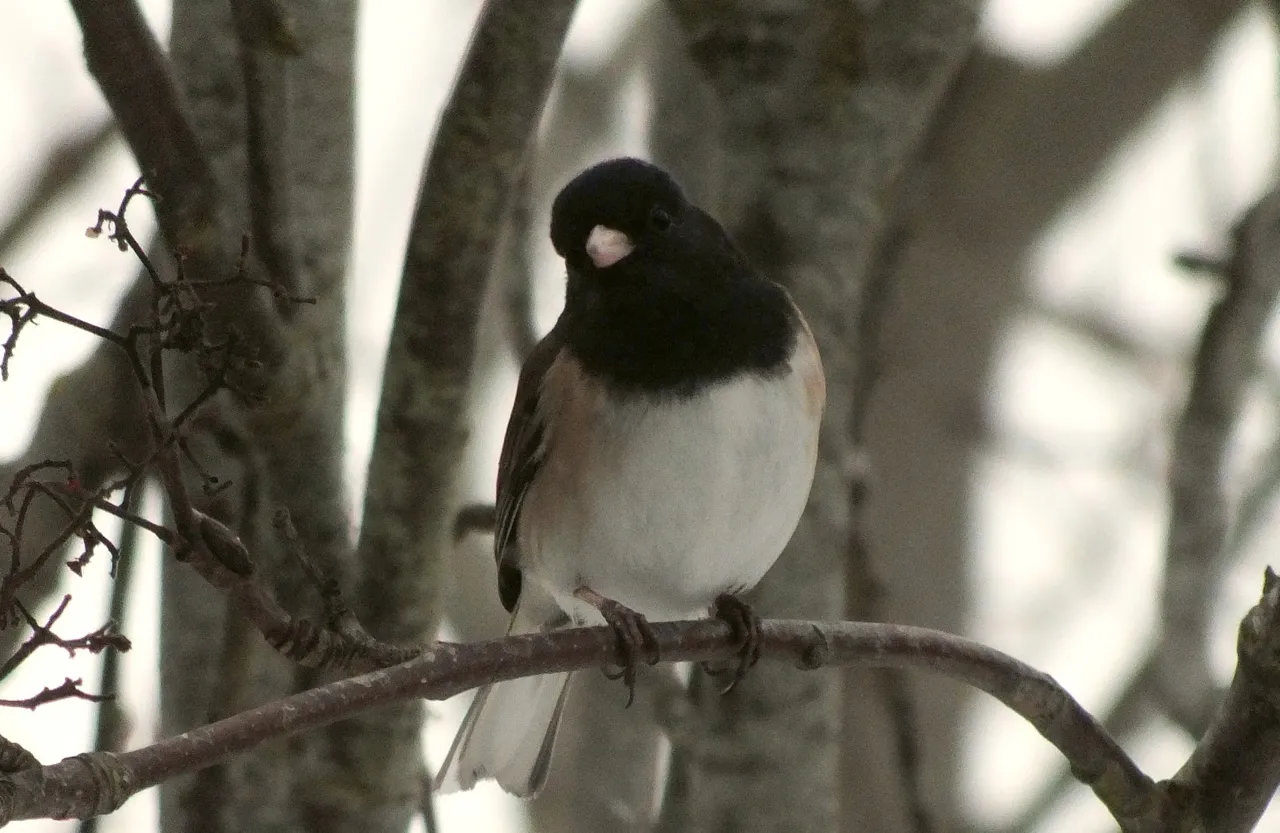 0181WinterFinch.jpg