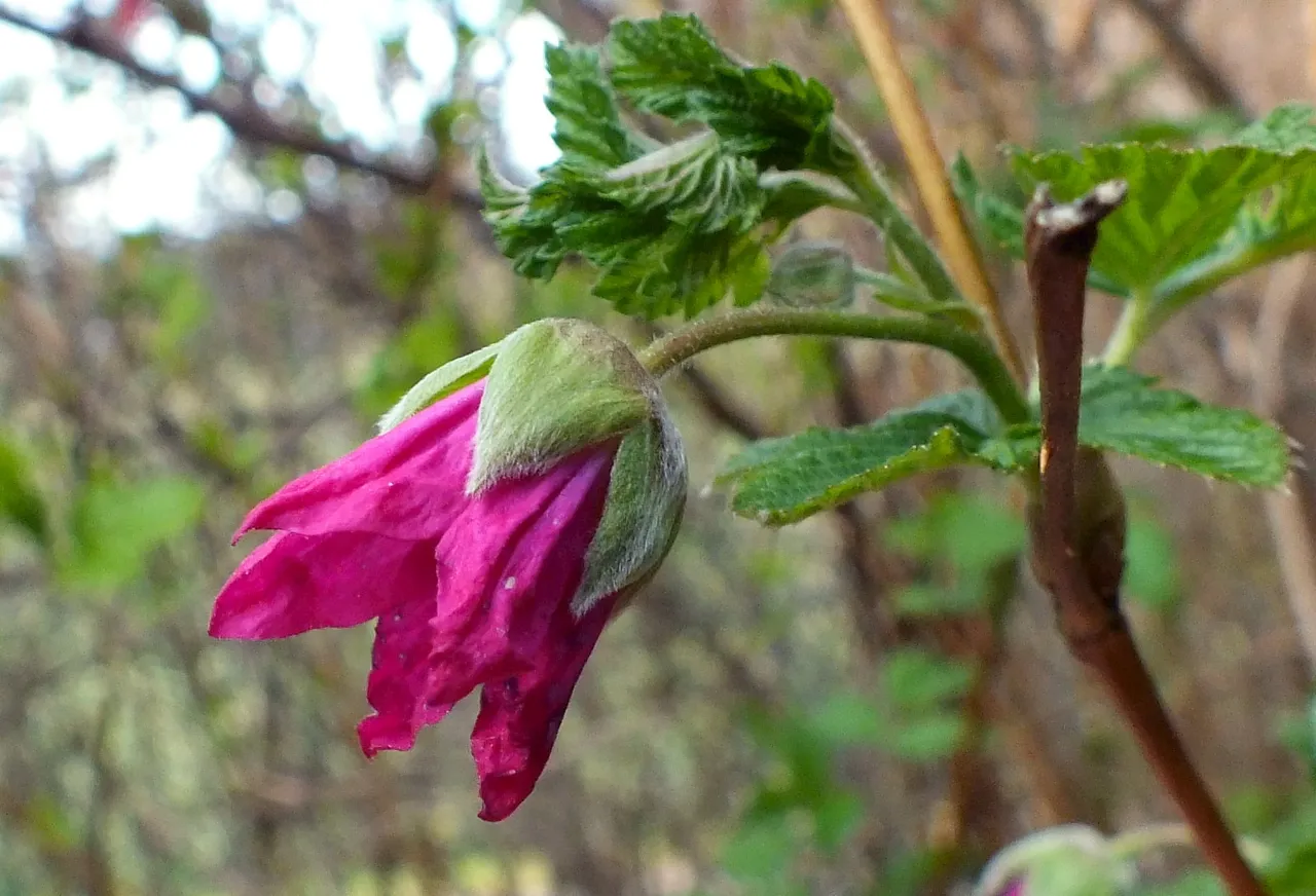 0018Salmonberry.jpg