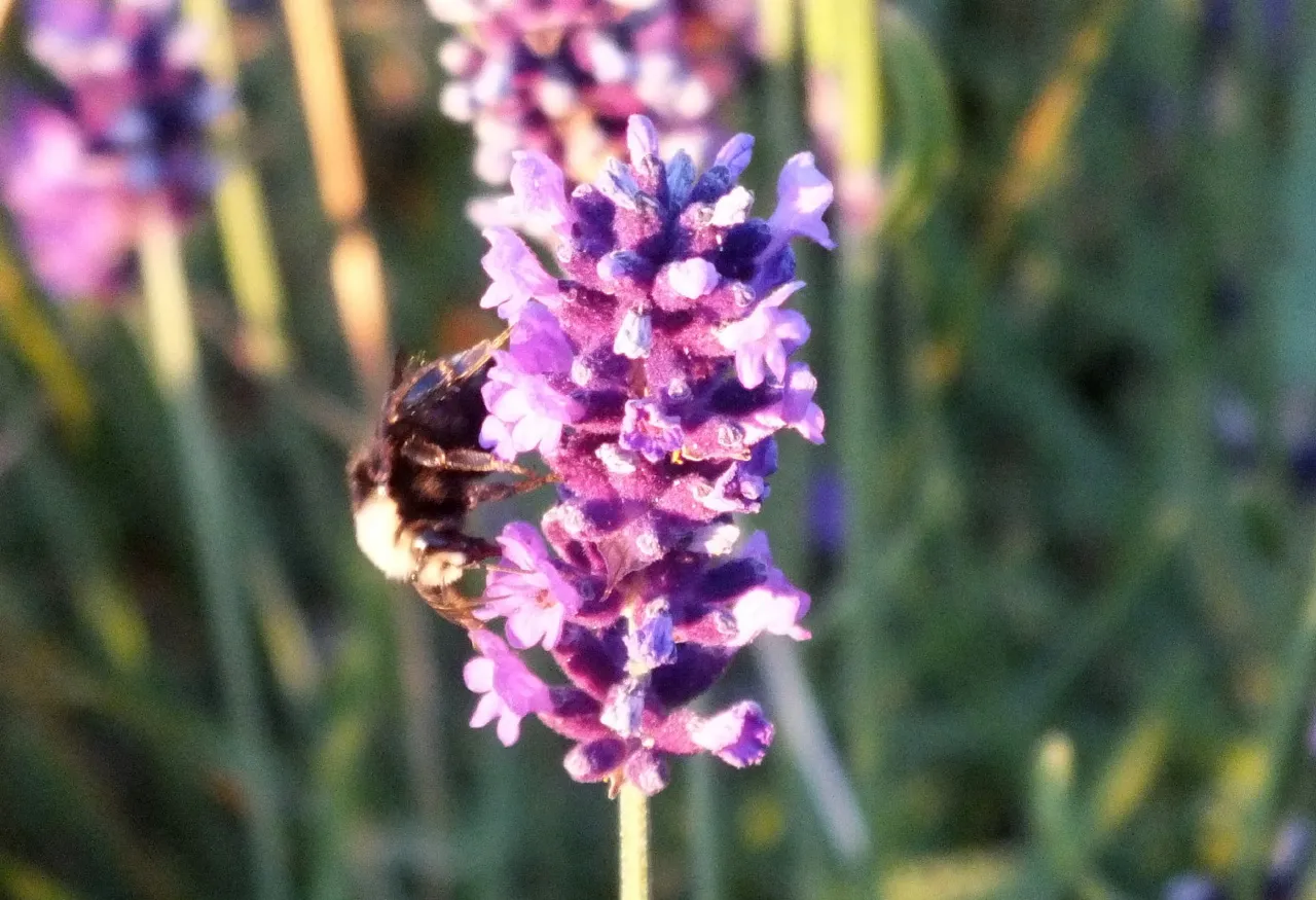 0716LavenderBee.jpg
