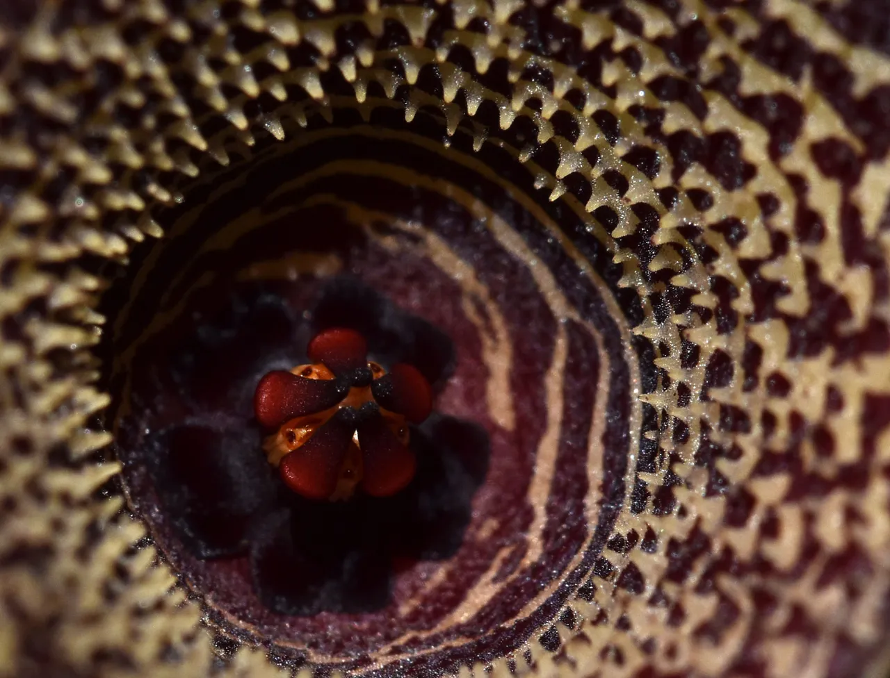 Huernia I flower 9.jpg