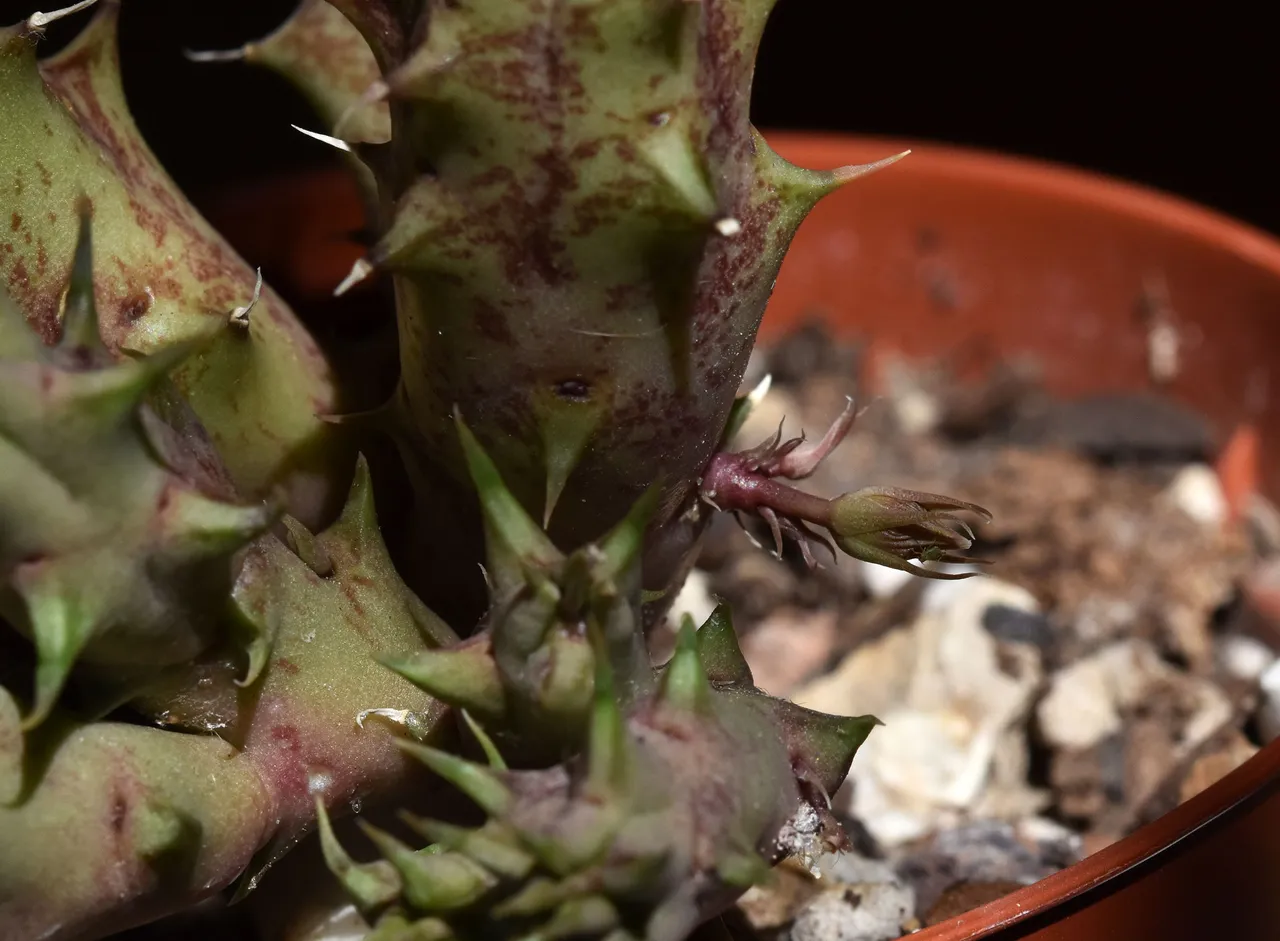 Huernia I flower 2.jpg