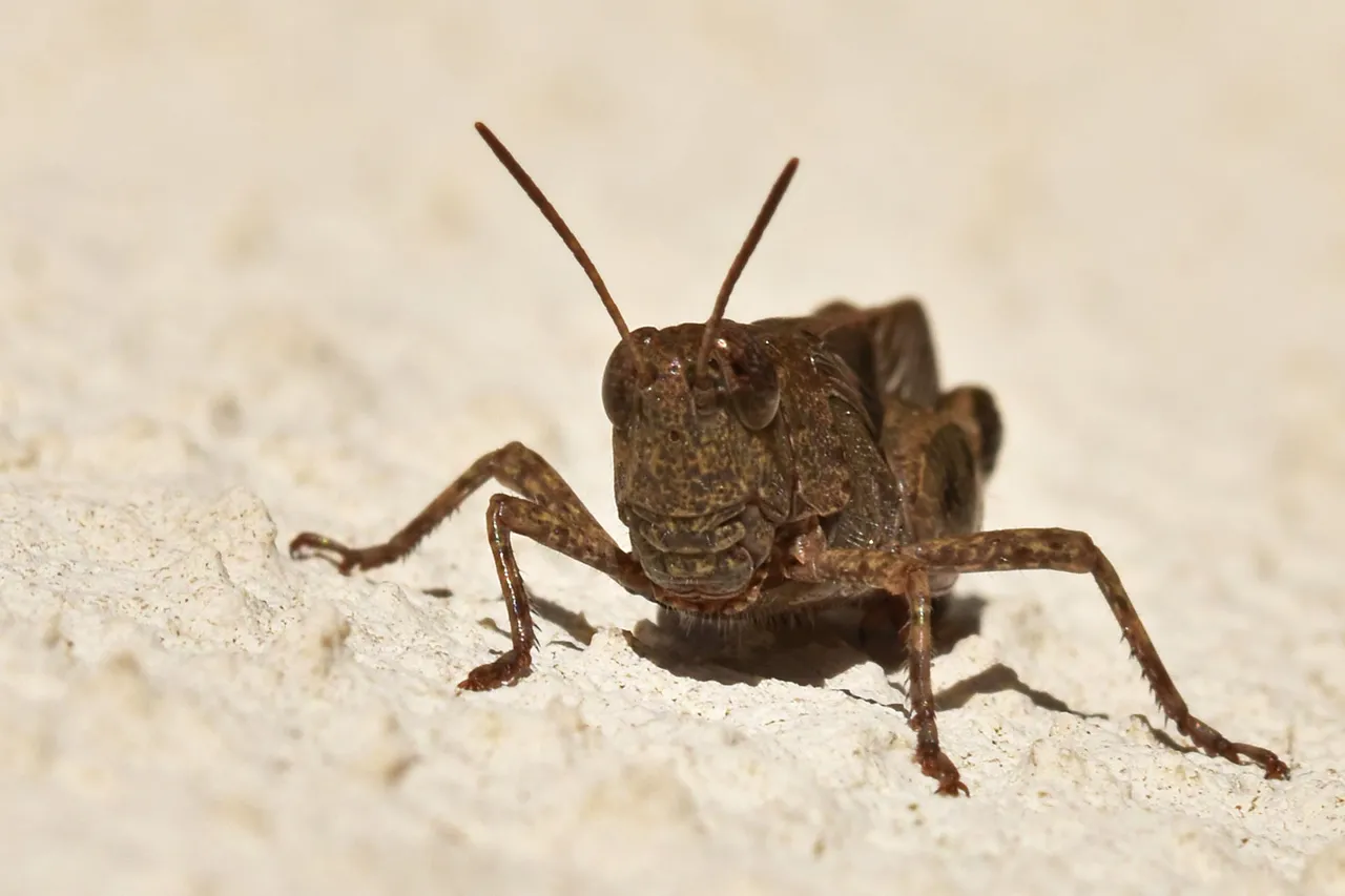 brown grasshopper 1.jpg