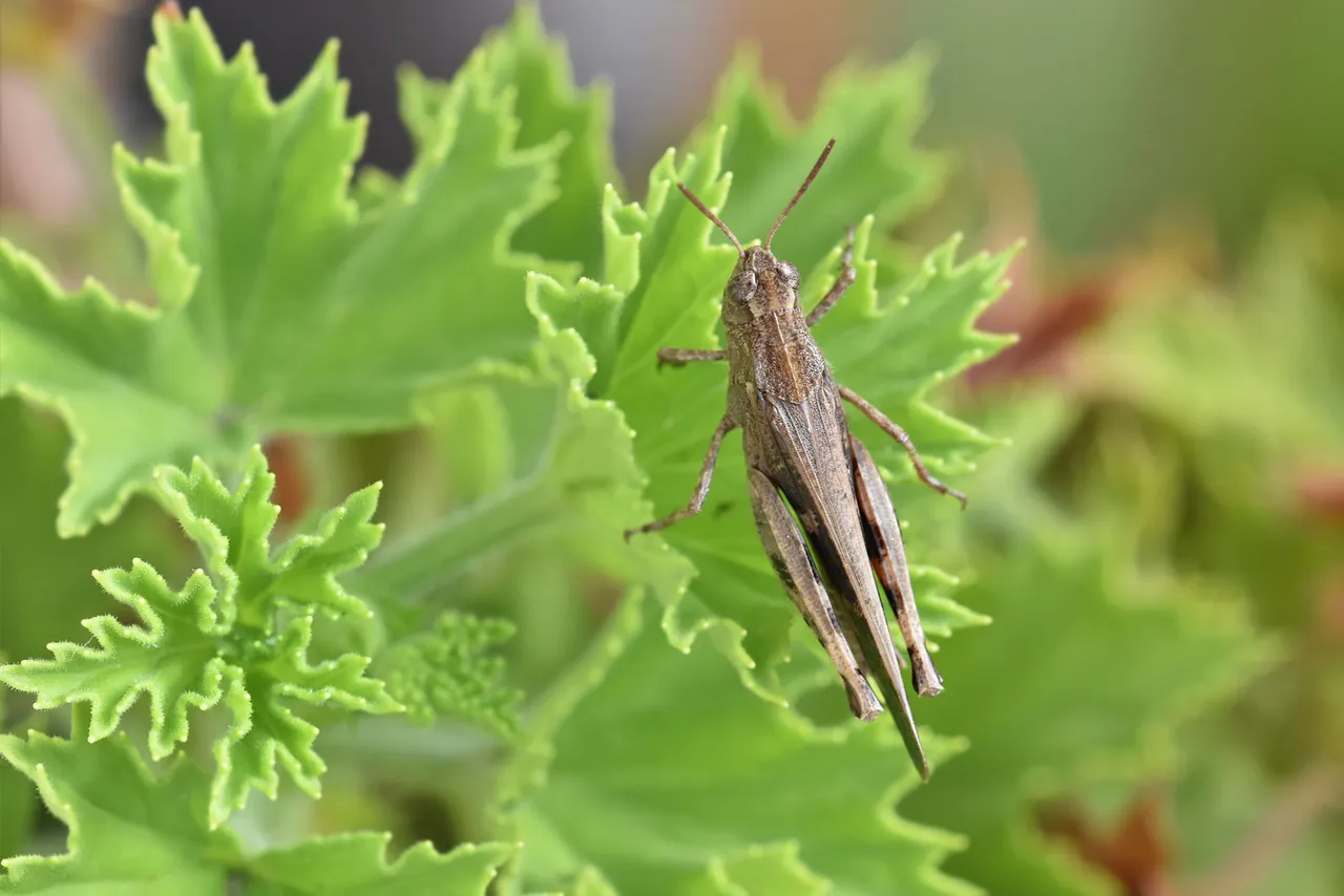 brown grasshopper 3.jpg