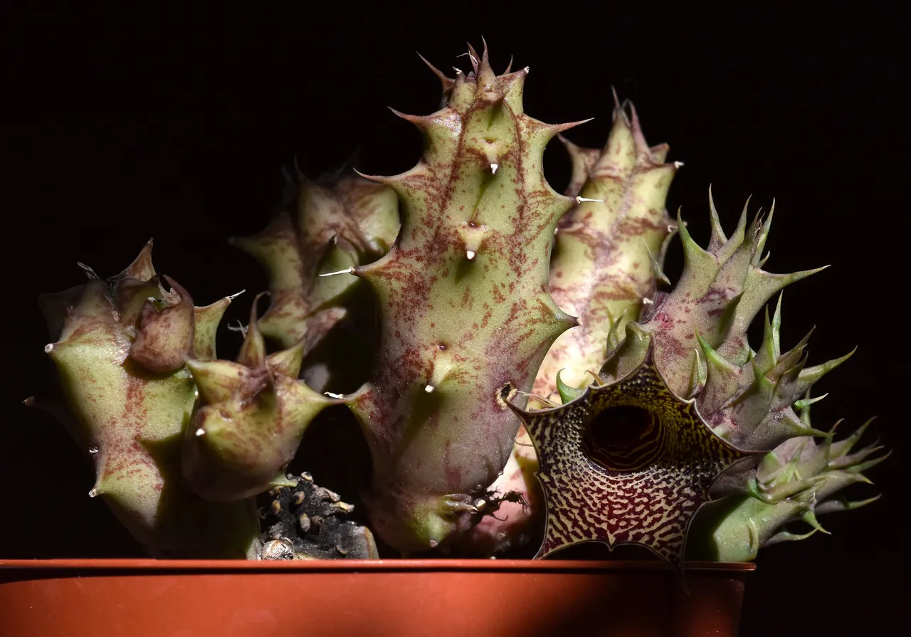Huernia I flower 3.jpg