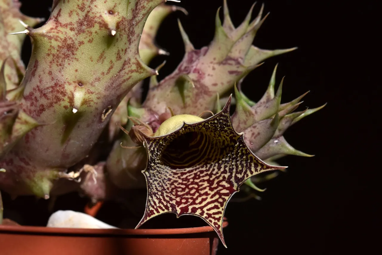 Huernia I flower 7.jpg