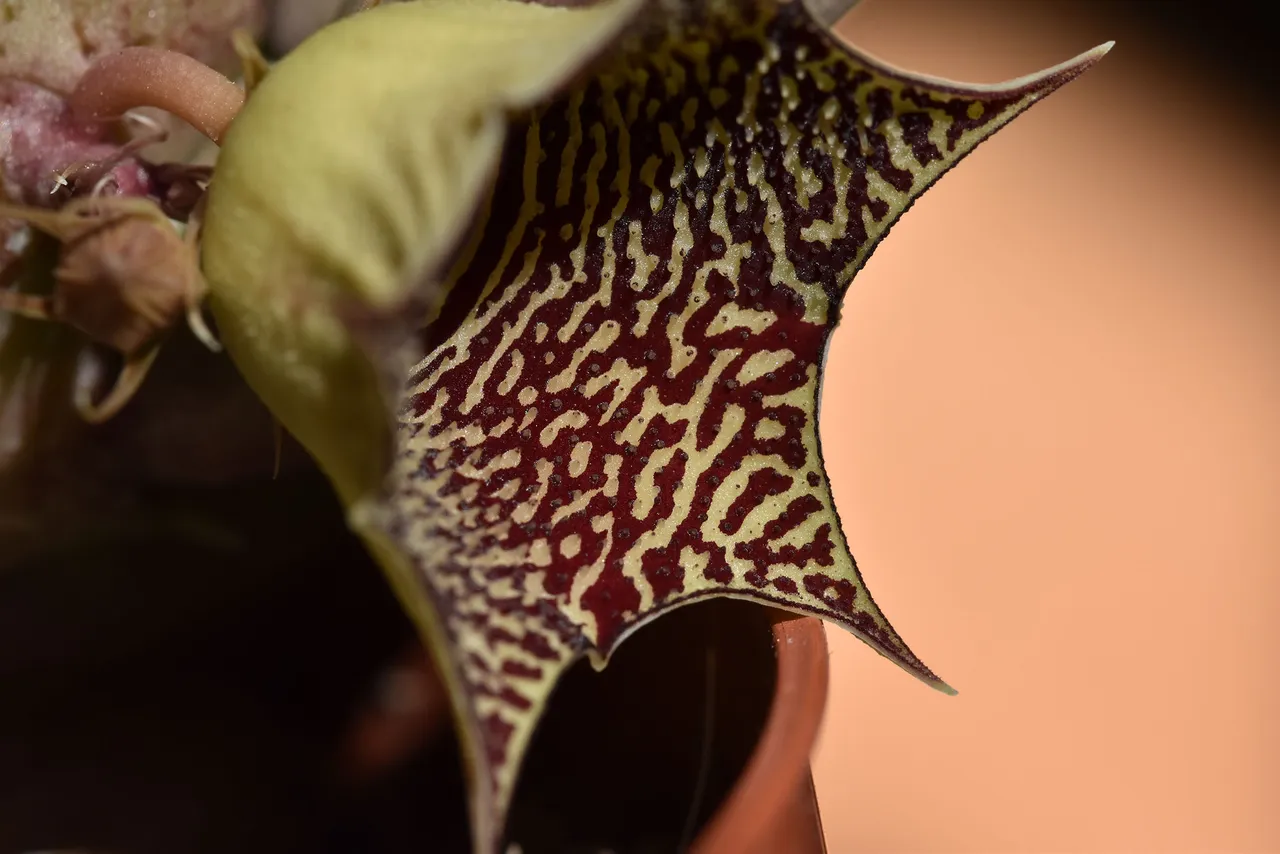 Huernia I flower 4.jpg