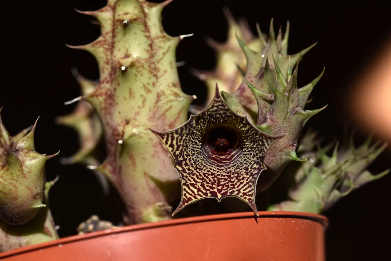 Huernia I flower 8.jpg