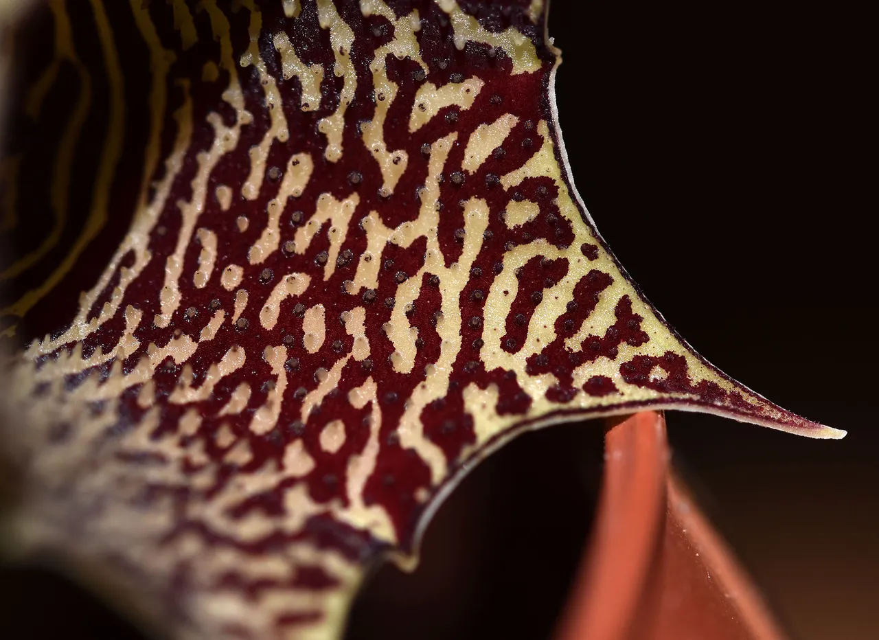 Huernia I flower 5.jpg