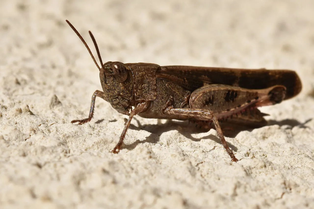 brown grasshopper 2.jpg