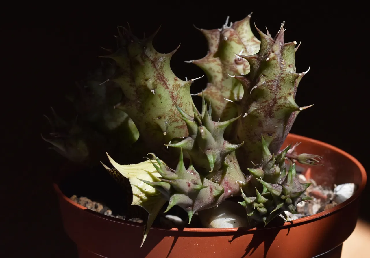Huernia I flower 1.jpg