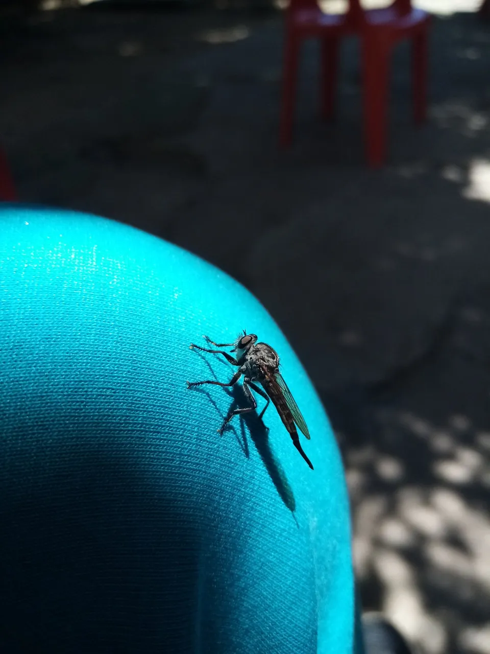 soyunasantacruz.jpg