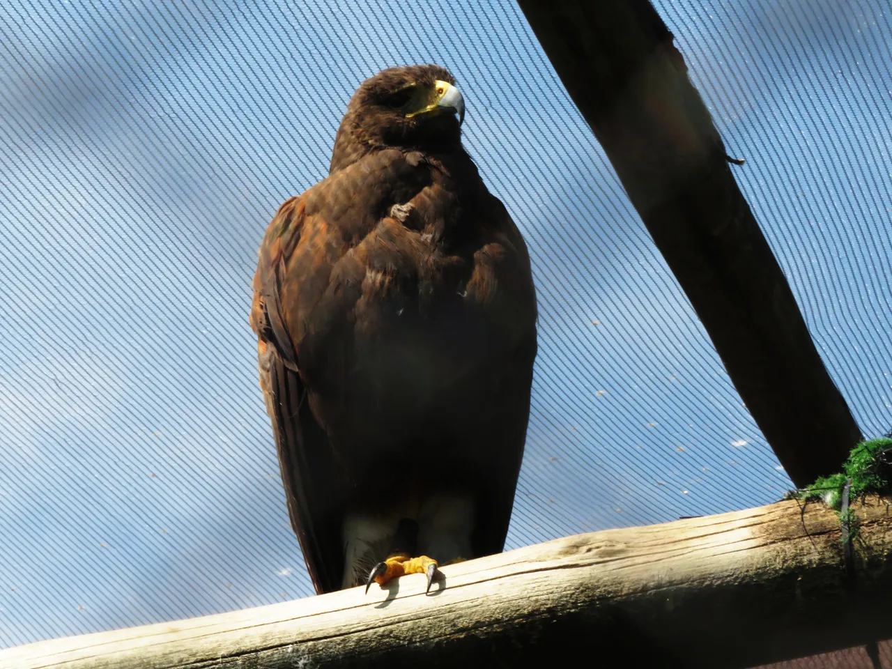 0510HarrisHawk.JPG