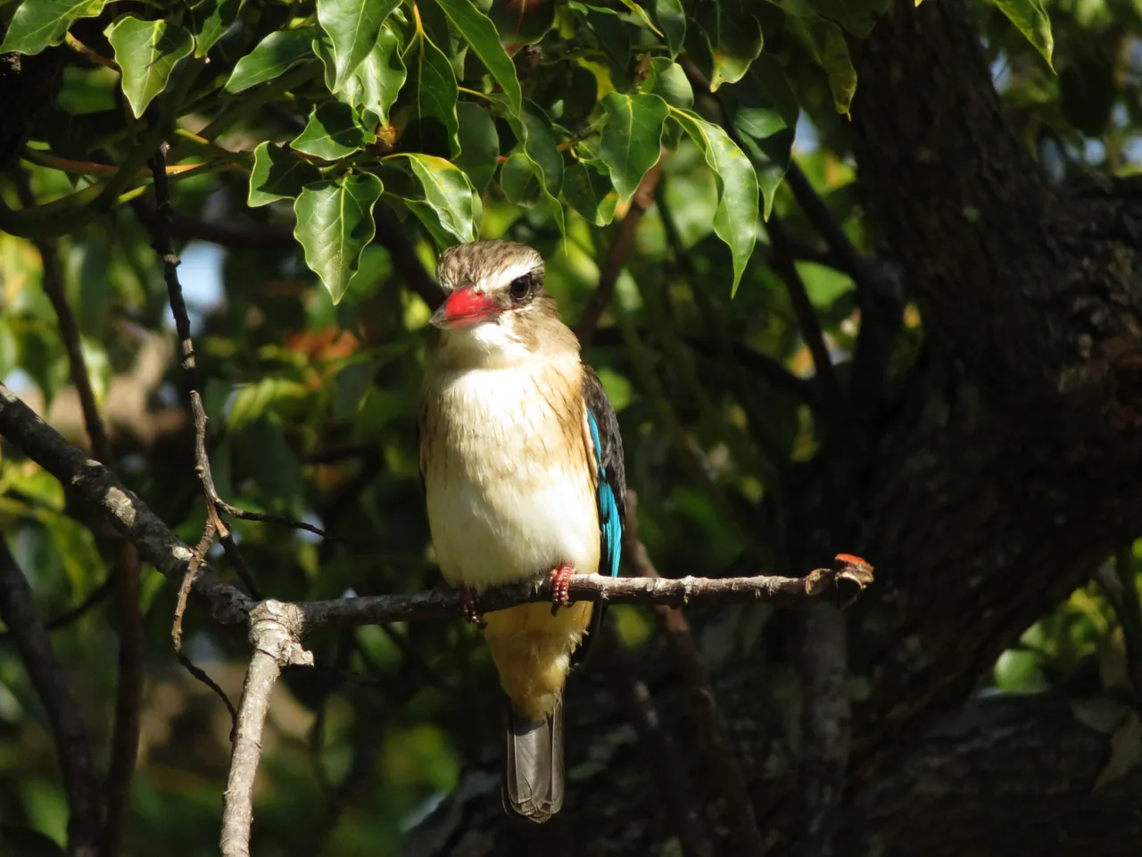 8002Kingfisher.JPG