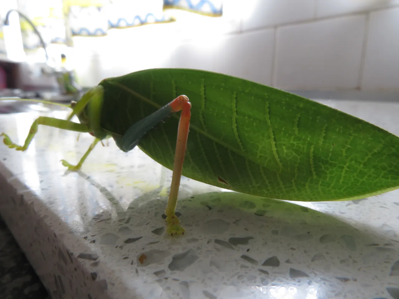 6229LeafInsect.JPG