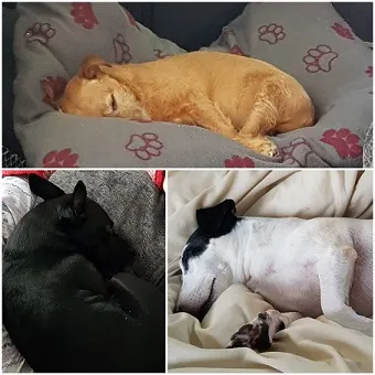 Pups lazy sunday.jpg