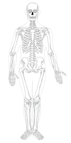 skeleton41550__480.png