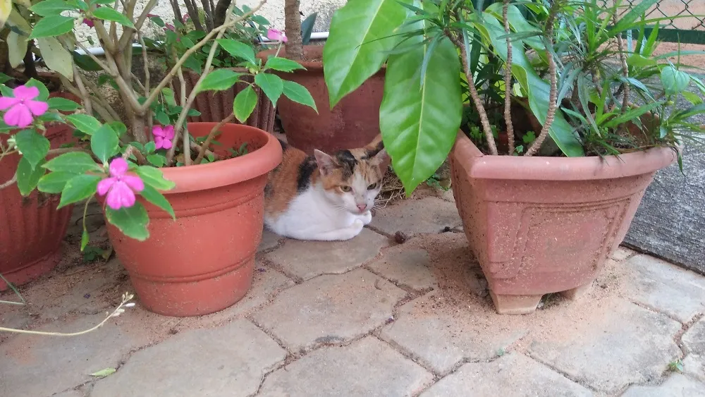 IMG20201005064159.jpg