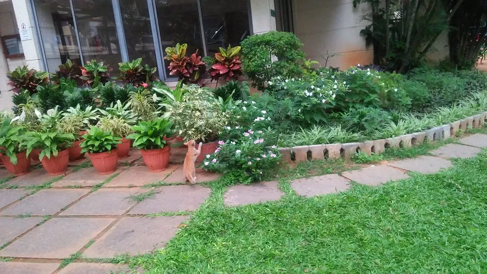 IMG20200817062710.jpg