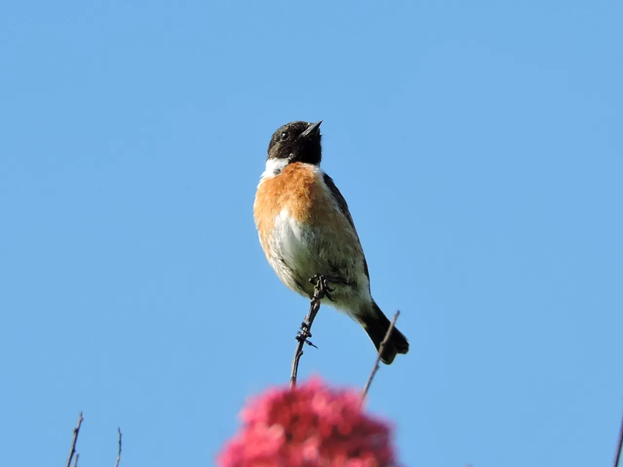 Male Stonechat 1.JPG