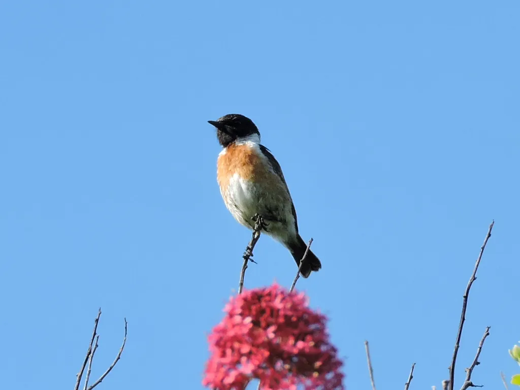 Male Stonechat 2.JPG