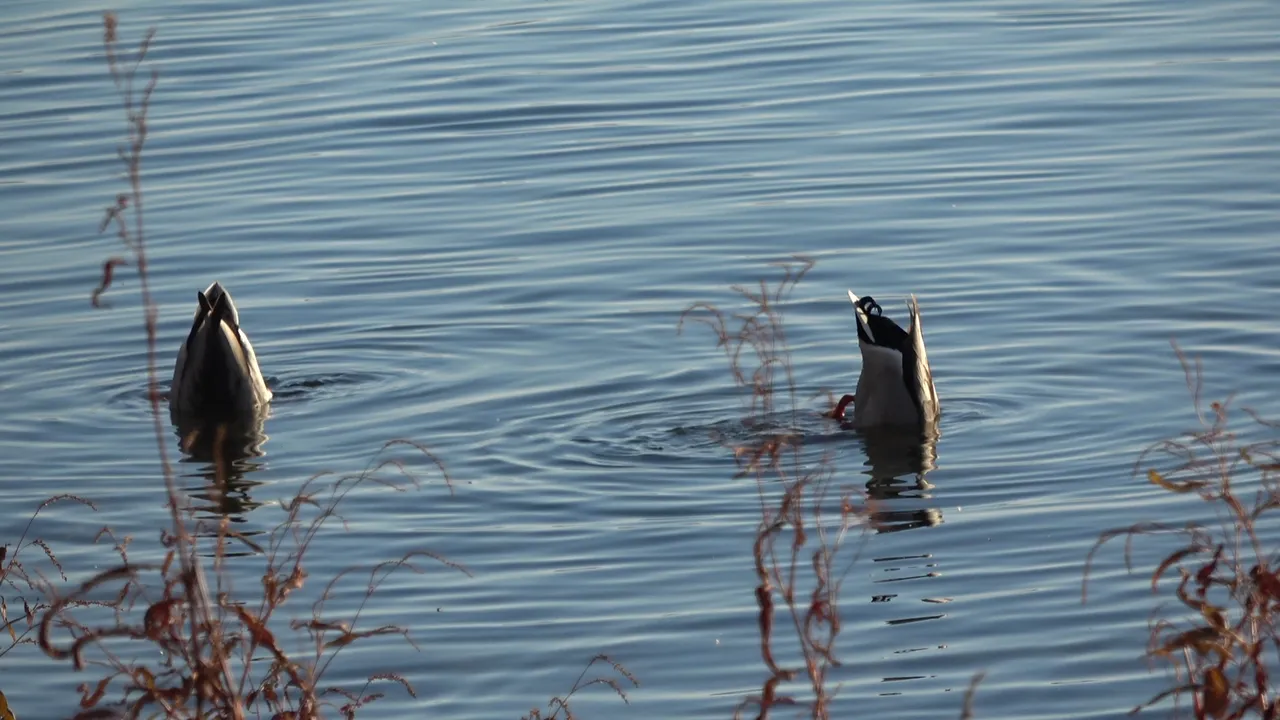 LakeDabblingDucks.JPG